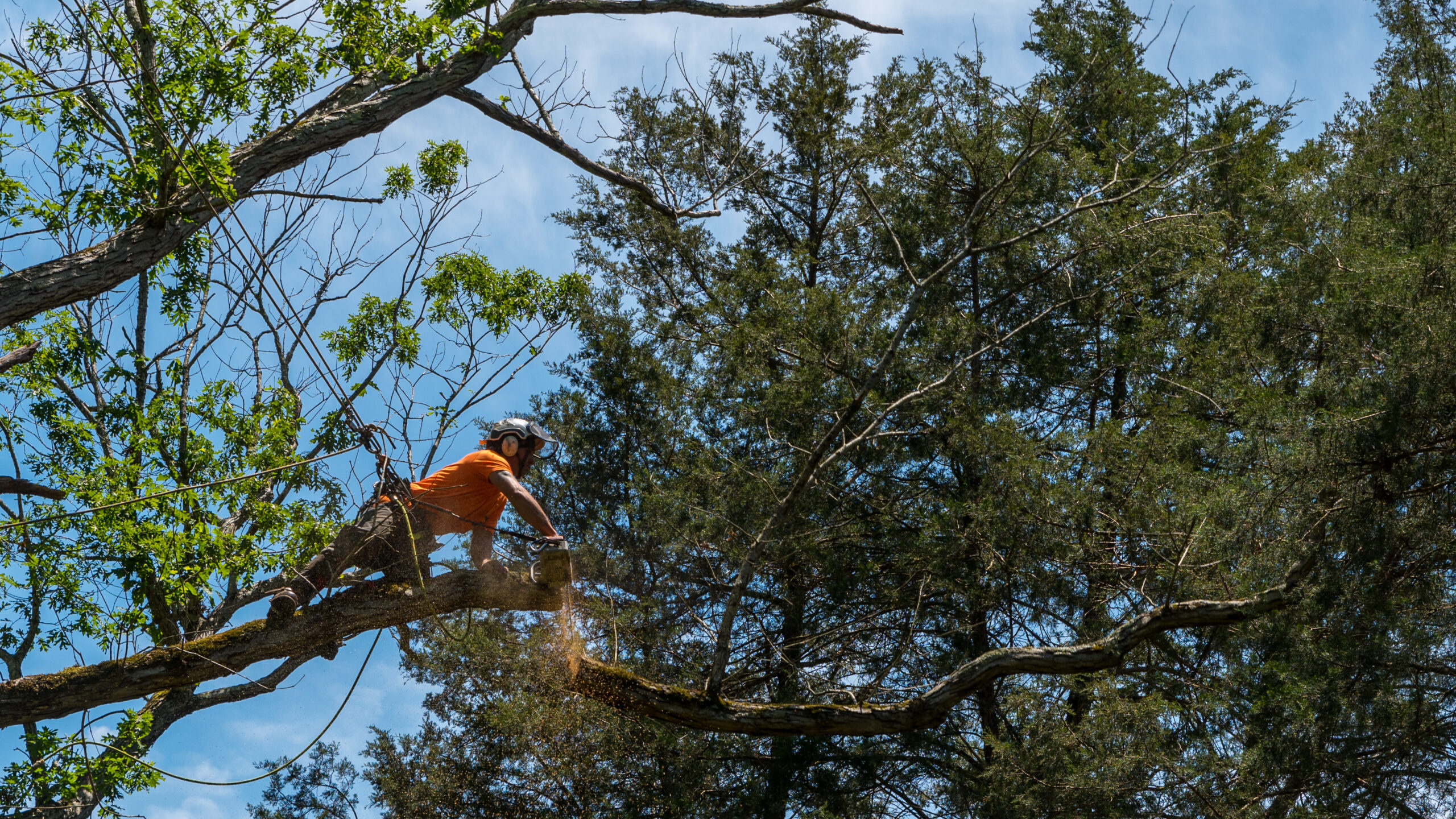 Worker in orange shirt in tree cutting off dead branches Worker in orange shirt in tree cutting off dead branches