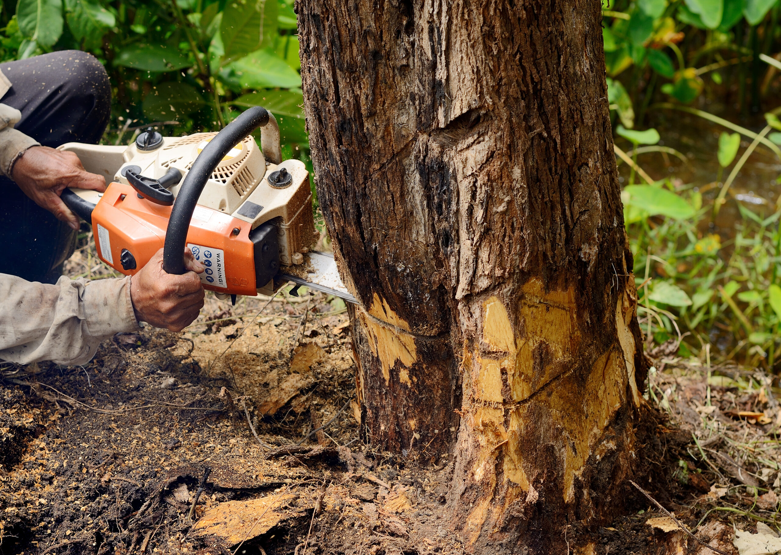 Man with chainsaw cutting the tree Man with chainsaw cutting the tree
