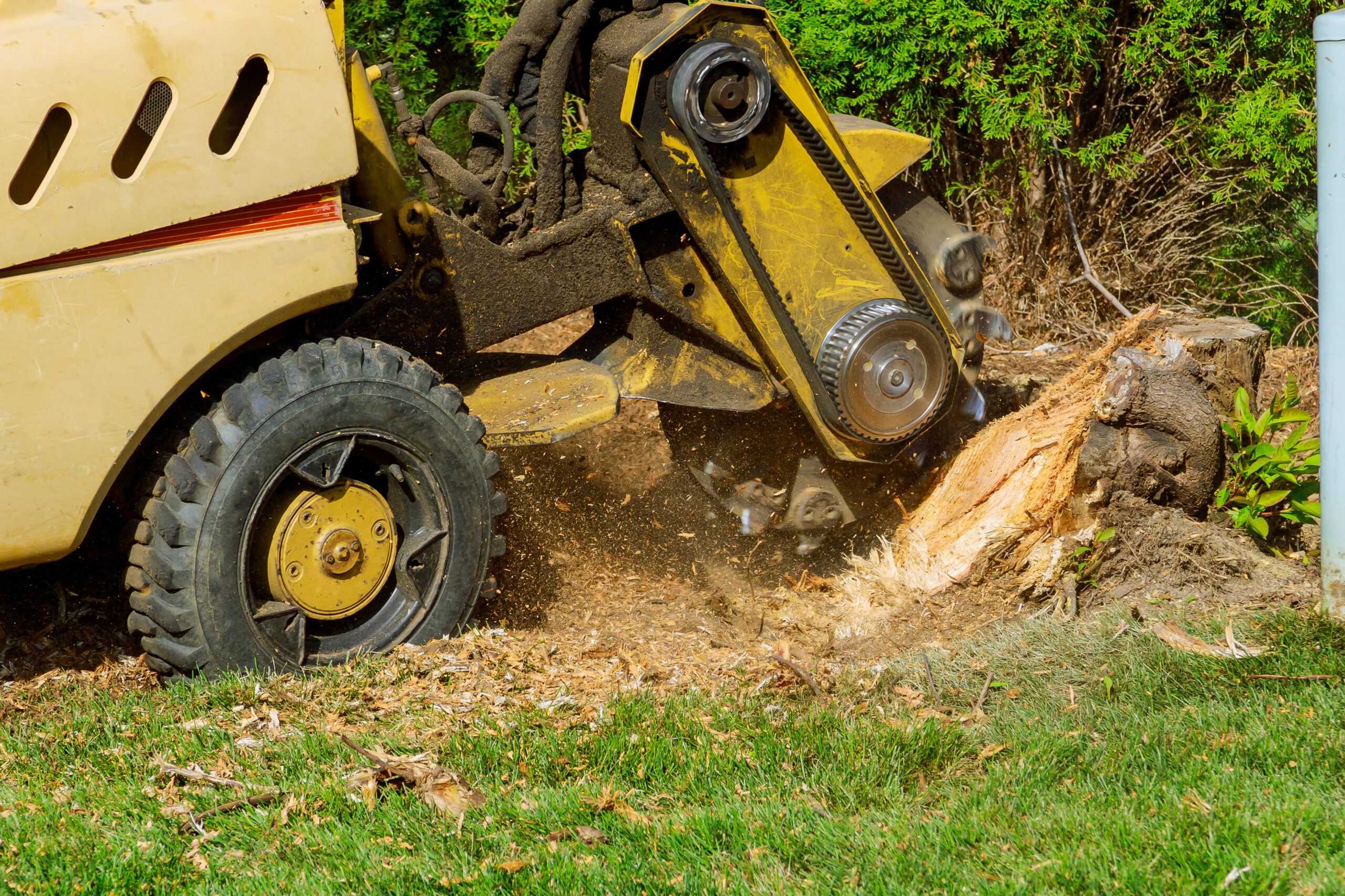 A stump is shredded with removal, grinding in the stumps and roots into small chips A stump is shredded with removal, grinding in the stumps and roots into small chips